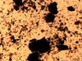 Microscope image (FOV width 1 mm) of eucaryote (4.8MB video) (http://vision.eng.shu.ac.uk/jan/cells1.avi)