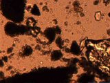 Microscope image (FOV width 500 um) (6.7MB video) (http://vision.eng.shu.ac.uk/jan/cells2.avi)