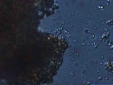 Microscope image (FOV width 100 um) of eucaryote (12.6MB video) (http://vision.eng.shu.ac.uk/jan/cells3.avi)