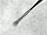 Object recognition to locate intersection of pipette with focussed plane (2.25 MByte video (http://vision.eng.shu.ac.uk/jan/pipette.avi))