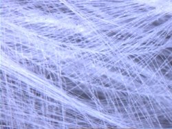 A bird's feather (reflected light, darkfield) (7.2 MByte video (http://vision.eng.shu.ac.uk/jan/feather1.avi), 10.1 MByte video (http://vision.eng.shu.ac.uk/jan/feather2.avi))