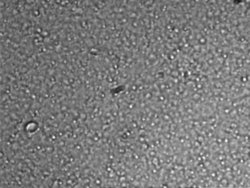 Microscope image of milk (9.5 MByte video (http://vision.eng.shu.ac.uk/jan/milk.avi))