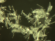 Extended depth of field image of glass fibers (compare with 1.09 MByte video of focus stack (http://vision.eng.shu.ac.uk/jan/fiberdf10x.avi))